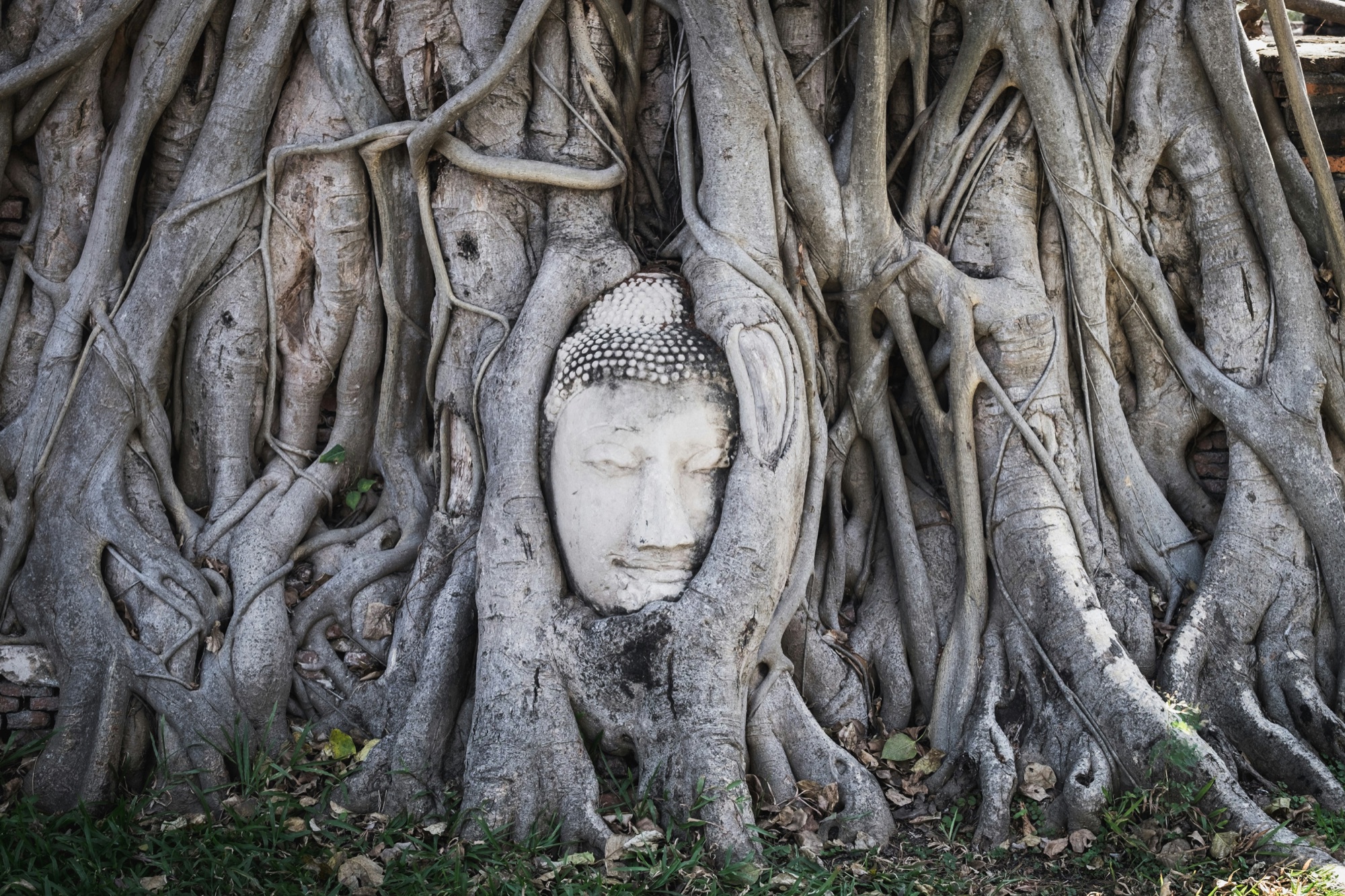 Buddha Head in the Tree