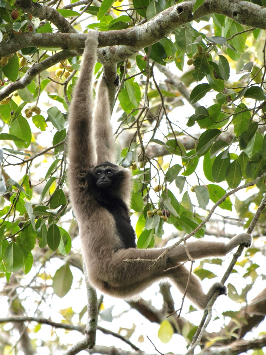 Khao Yai National Park