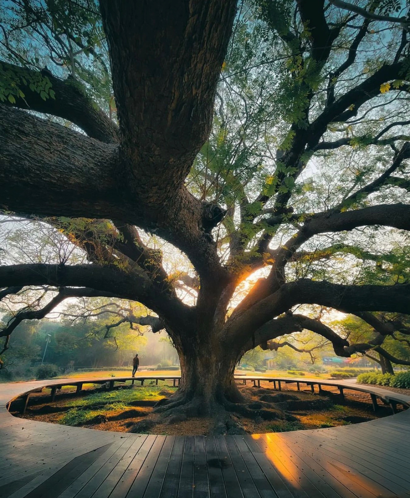 Giant Raintree