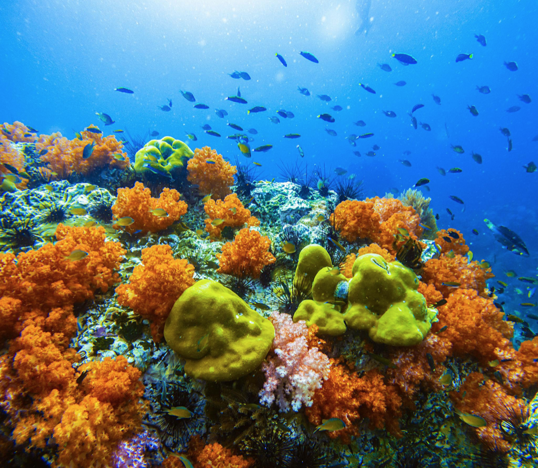 Coral Gardens