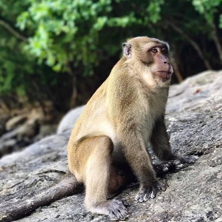 Monkey Beach